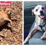 Obese Chihuahua Loses 14 Pounds And Can Go For Walks