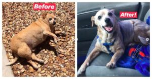 Read more about the article Obese Chihuahua Loses 14 Pounds And Can Go For Walks