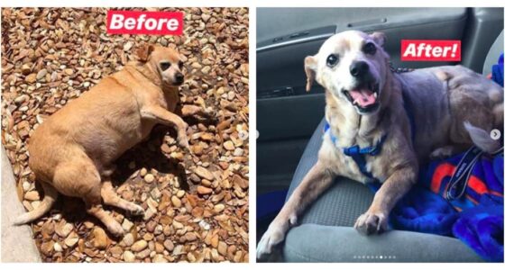 obese chihuahua cleatus 2