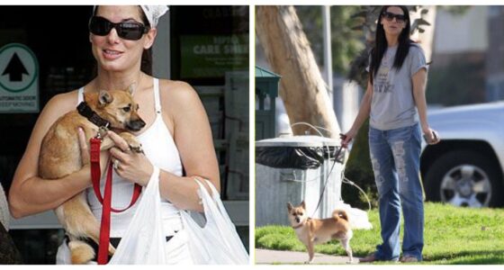 sandra mourns the loss of 2 chihuahuas