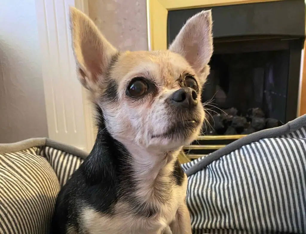 The old, blind and deaf Chihuahua