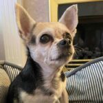 Living with an Old, Blind, and Deaf Chihuahua