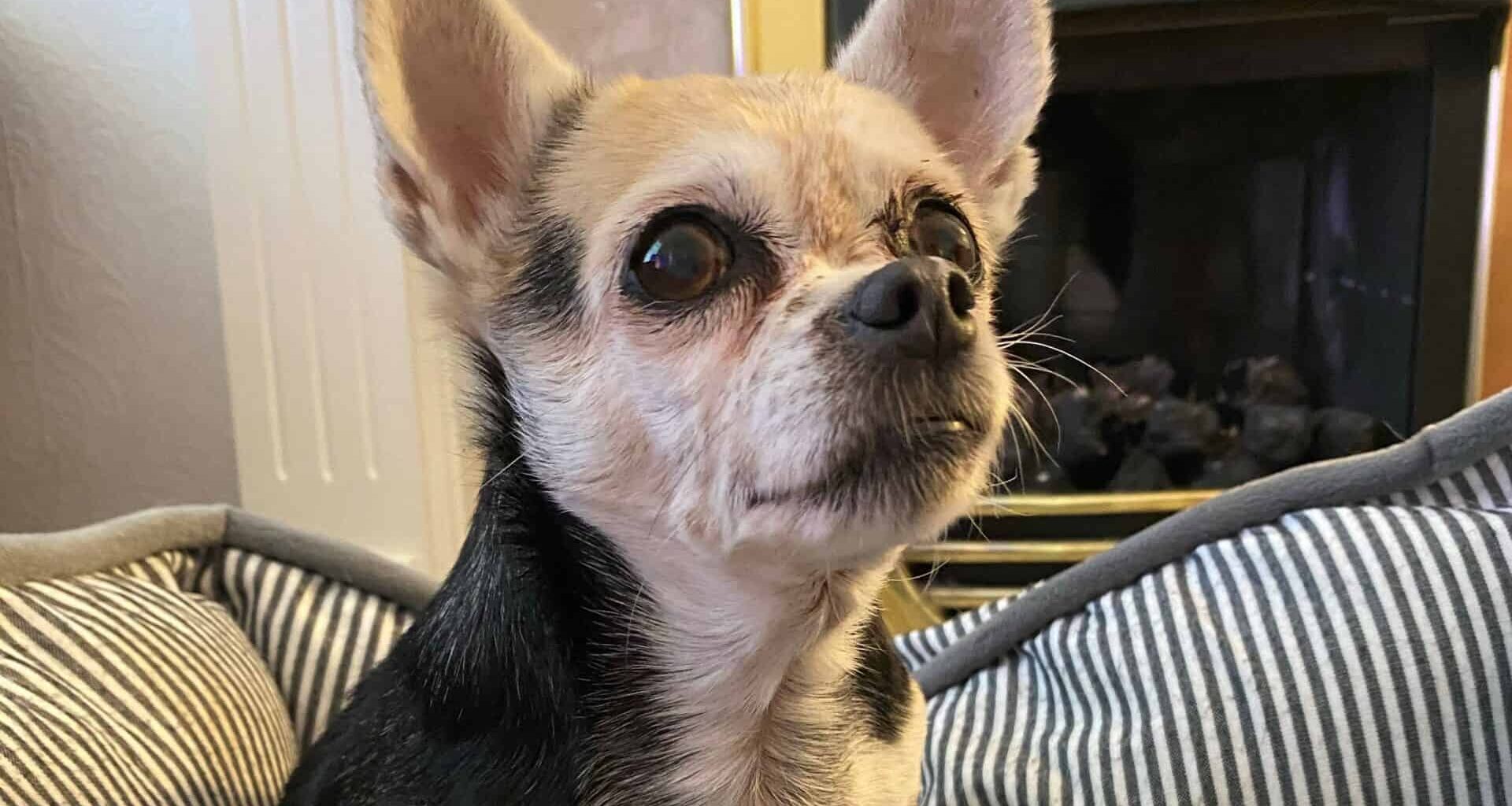 blind and deaf chihuahua