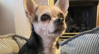 blind and deaf chihuahua