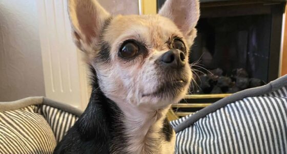 blind and deaf chihuahua