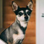 Why is my Dog so Timid – How to Help My Chihuahua