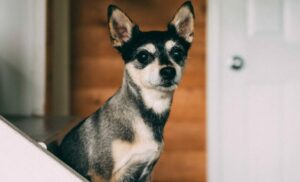 Read more about the article Why is my Dog so Timid – How to Help My Chihuahua