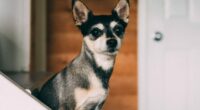 Why is my Dog so Timid – How to Help My Chihuahua 2 shy scaled e1662916064193