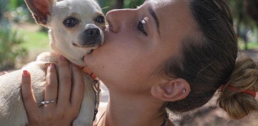 Read more about the article Do Chihuahuas like kisses?