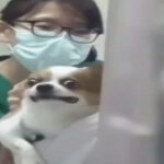 Chihuahua Makes Hilarious Face While Getting Vaccinations At The Vet