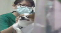 Chihuahua Makes Hilarious Face While Getting Vaccinations At The Vet 2 1200x628 template 4 2022 07 10T121332.654