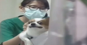 Read more about the article Chihuahua Makes Hilarious Face While Getting Vaccinations At The Vet