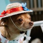 Chihuahua Becomes Internet Famous after Getting Followed by Paris Hilton