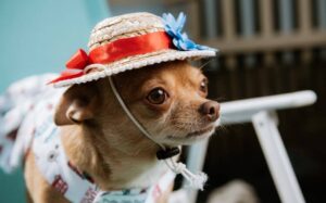 Read more about the article Chihuahua Becomes Internet Famous after Getting Followed by Paris Hilton