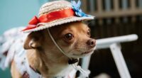 Chihuahua Becomes Internet Famous after Getting Followed by Paris Hilton 2 1 CATERS CELEBRITY CHIHUAHUA 02 800x498 1
