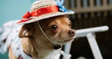 1 CATERS CELEBRITY CHIHUAHUA 02 800x498 1