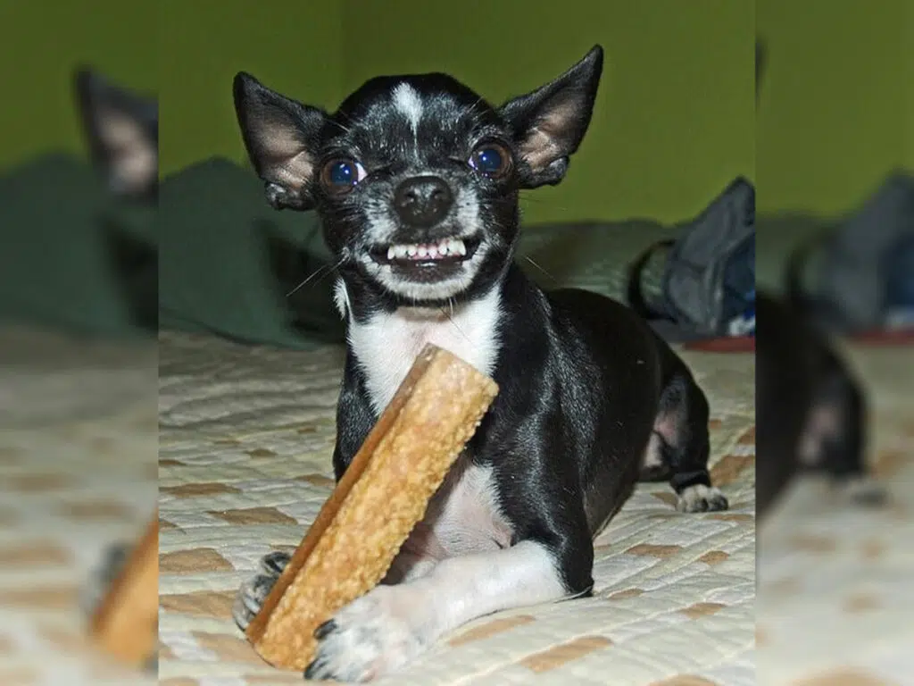 20 Things Only Chihuahua Owners Understand - 1