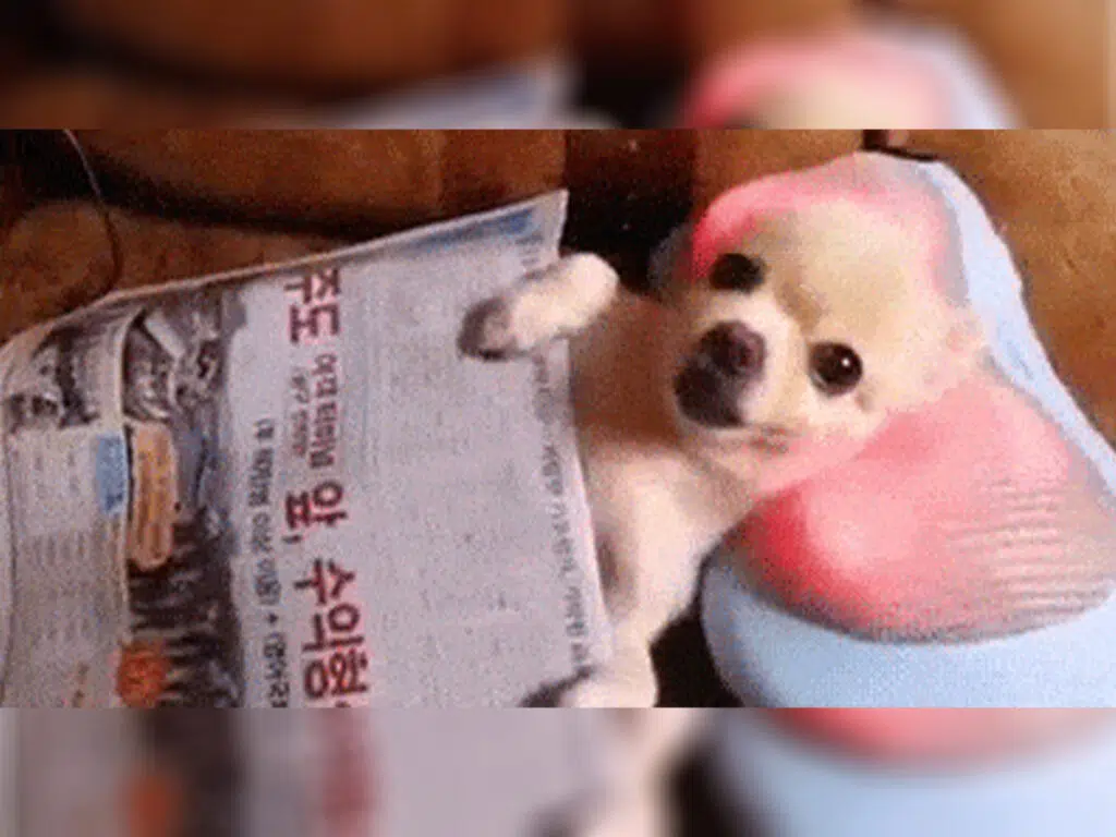 20 Things Only Chihuahua Owners Understand - 13