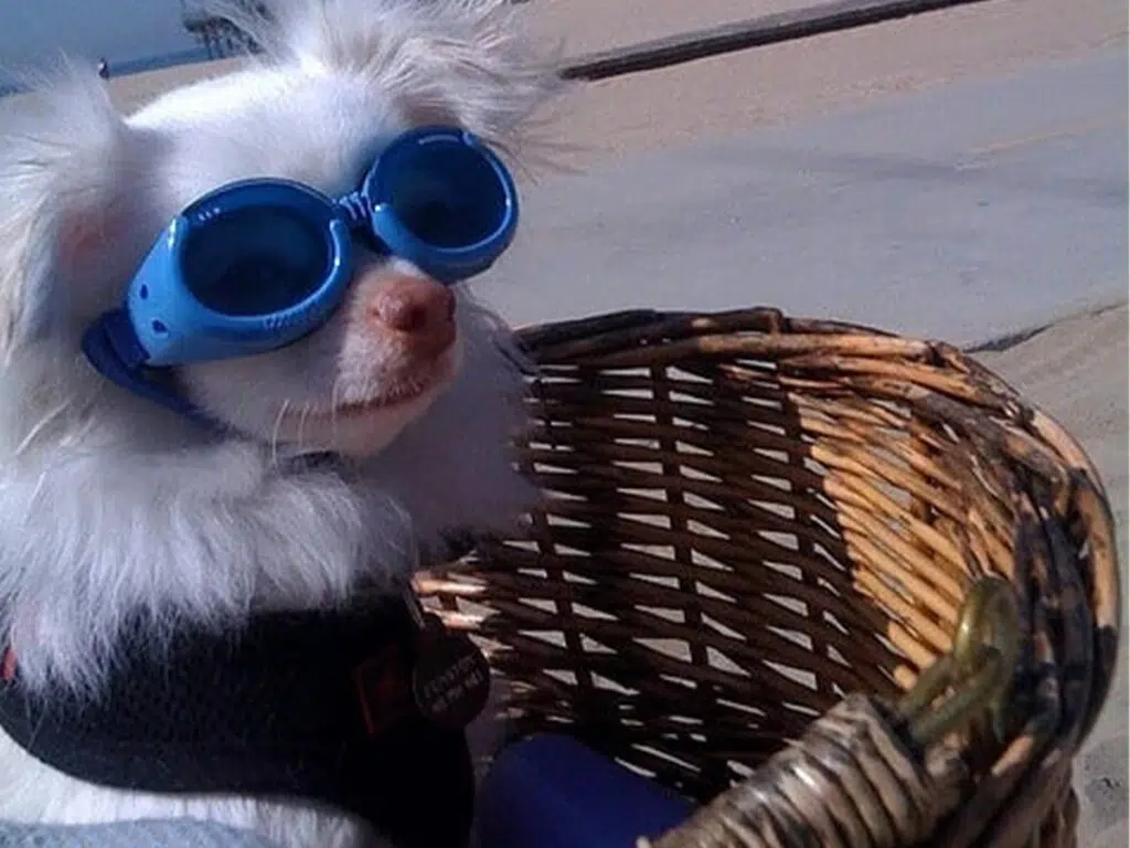 20 Things Only Chihuahua Owners Understand - 14