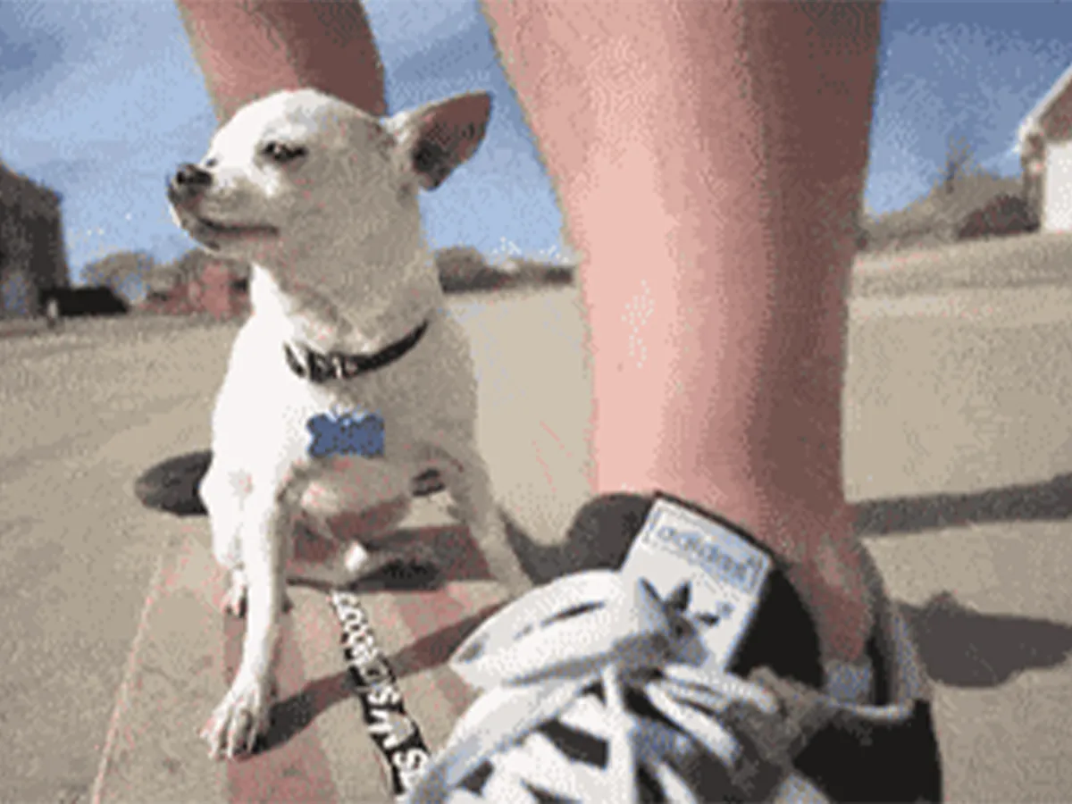 I Tried my Chi's Treats - and Here's What I Found