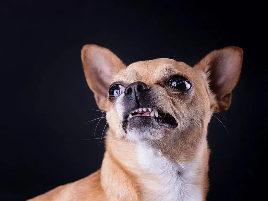 20 Things Only Chihuahua Owners Understand - 17