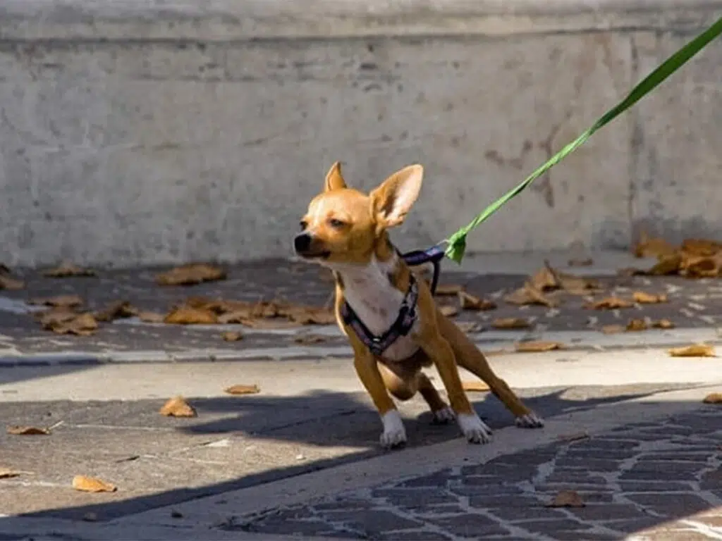 20 Things Only Chihuahua Owners Understand - 19