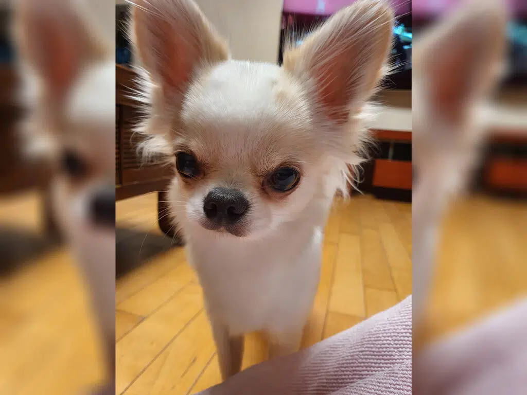 20 Things Only Chihuahua Owners Understand - 20