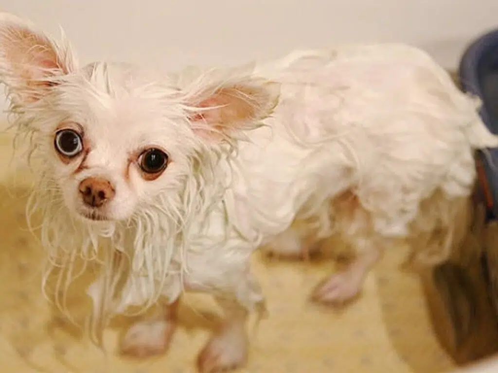 20 Things Only Chihuahua Owners Understand - 6