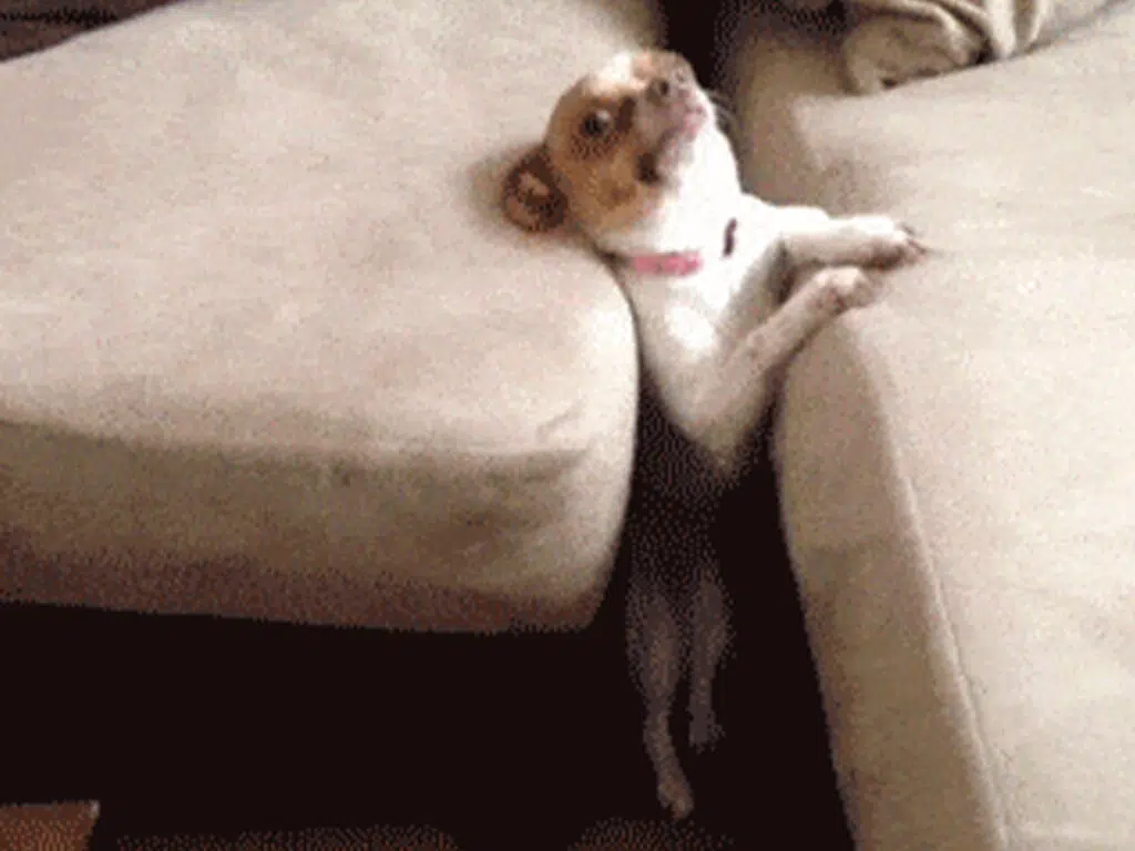 20 Things Only Chihuahua Owners Understand - 7