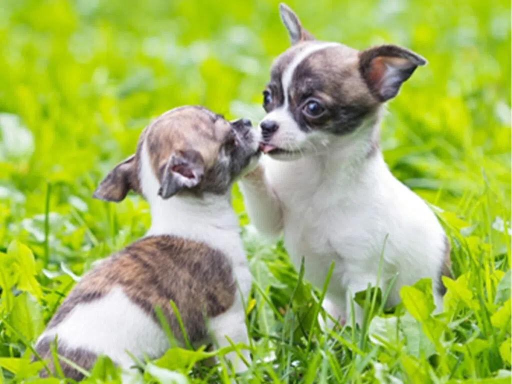 20 Things Only Chihuahua Owners Understand - 8