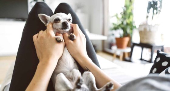 285368 2120x1414 cuddling chihuahua