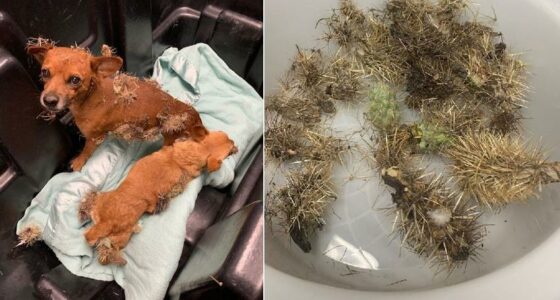 5e39999984e68.image 1