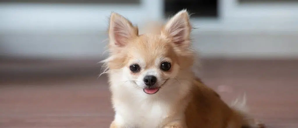 Apple Head Chihuahua header