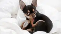 Chihuahua chewing on its paw 1024x614 1
