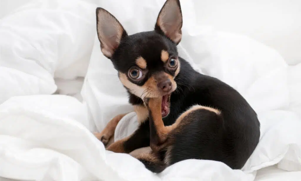 Chihuahua chewing on its paw 1024x614 1