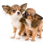 When to Get a Second Chihuahua?