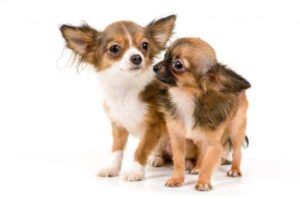 Read more about the article When to Get a Second Chihuahua?