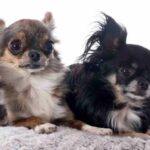 Does My Chihuahua Need a Friend: A Guide to Chi Pairs