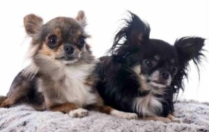 Read more about the article Does My Chihuahua Need a Friend: A Guide to Chi Pairs