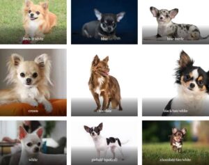 Read more about the article What is the Rarest And Most Unique Chihuahua of Them All?