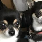 Chihuahua Dies ‘From Fright’ After Attack by Dogs on Beach