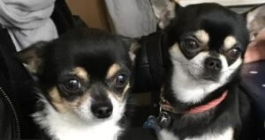 Read more about the article Chihuahua Dies ‘From Fright’ After Attack by Dogs on Beach