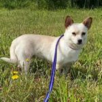 Betty Boo – 9-year-old female Chihuahua Cross