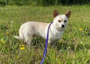 Read more about the article Betty Boo – 9-year-old female Chihuahua Cross