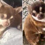 Chihuahua Grabbed by Seagull in Garden Still Missing