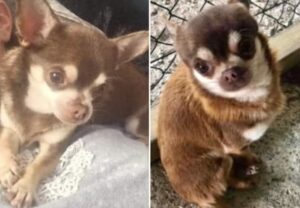 Read more about the article Chihuahua Grabbed by Seagull in Garden Still Missing