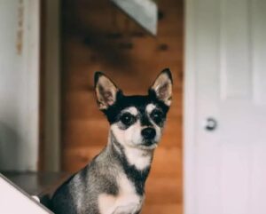 Read more about the article Why Do Chihuahuas Shake?