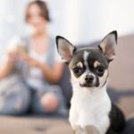 Yes, you can have a chihuahua in an apartment (if you tick these 5 boxes)