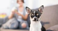 black and white short haired chi in the forefront with woman on couch in blurred background