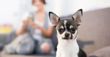 black and white short haired chi in the forefront with woman on couch in blurred background